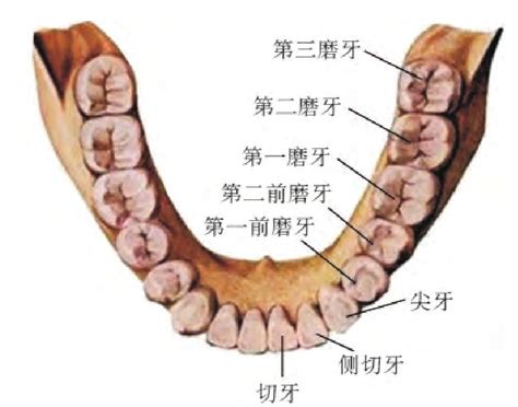 大牙位置|牙齿解剖：附54个标记和定义的图解 